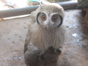 Bokum, the baby owl