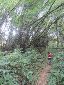 Bamboo grows in abundance in tropical Liberia.