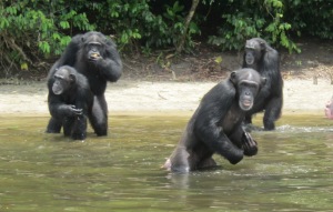 The chimps' gaze can be very intense.